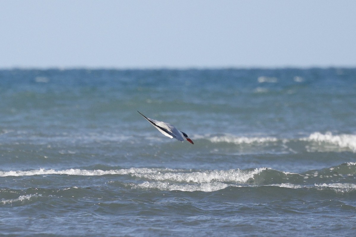 Caspian Tern - ML649377045