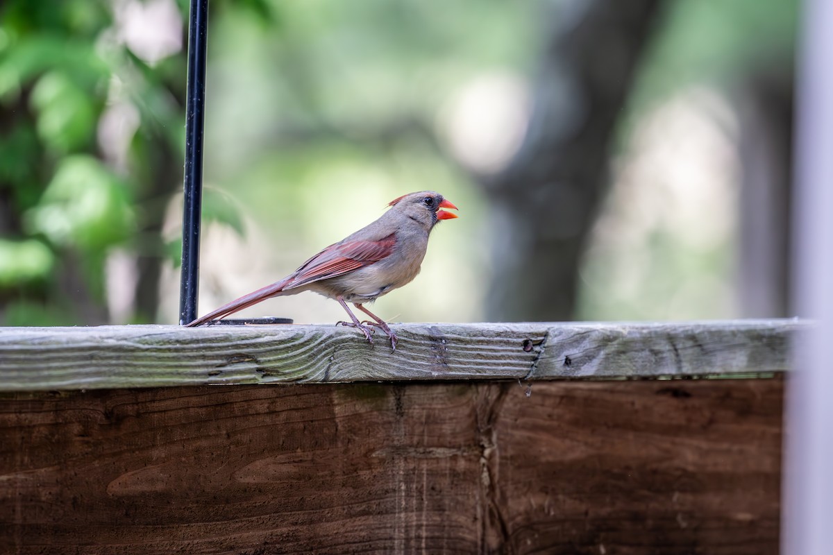 קרדינל צפוני - ML649377057