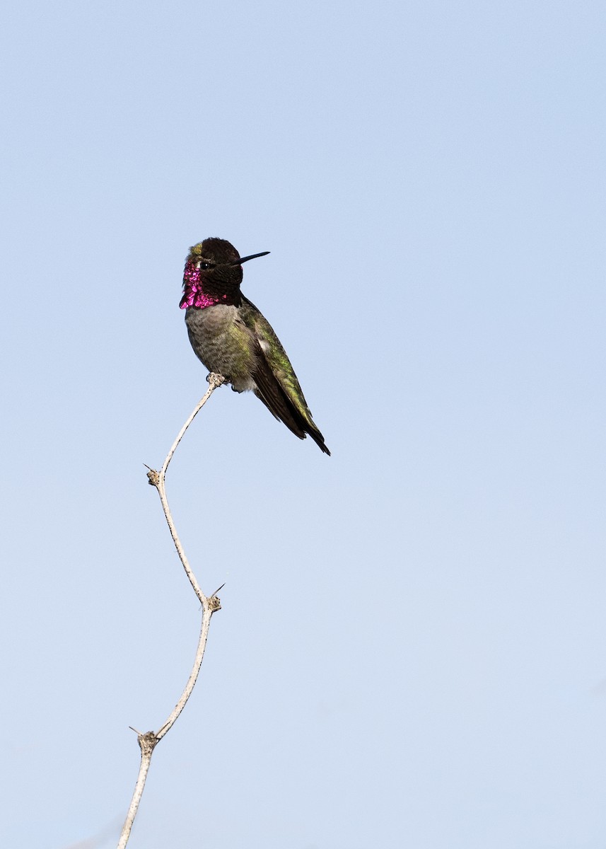 Anna's Hummingbird - ML649377088