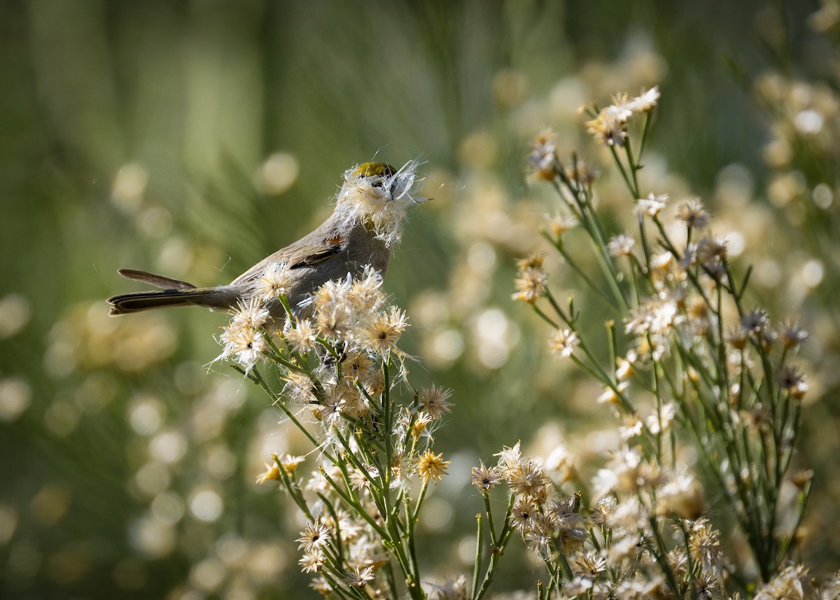 Verdin - ML649377100