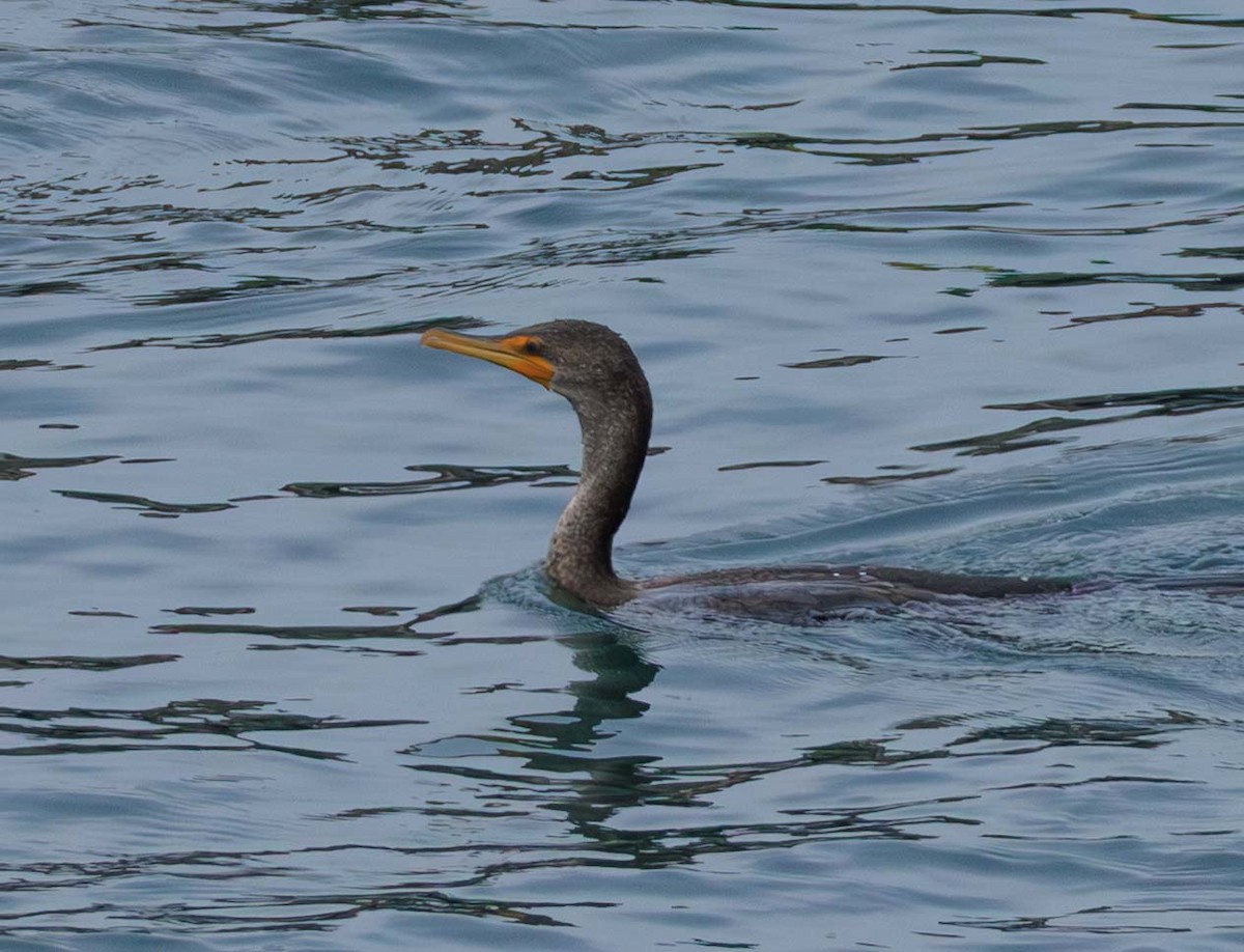 Cormoran à aigrettes - ML649377302