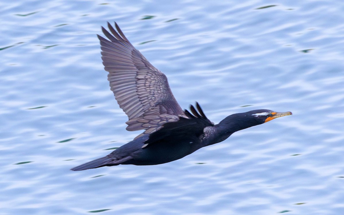 Cormoran à aigrettes - ML649377308