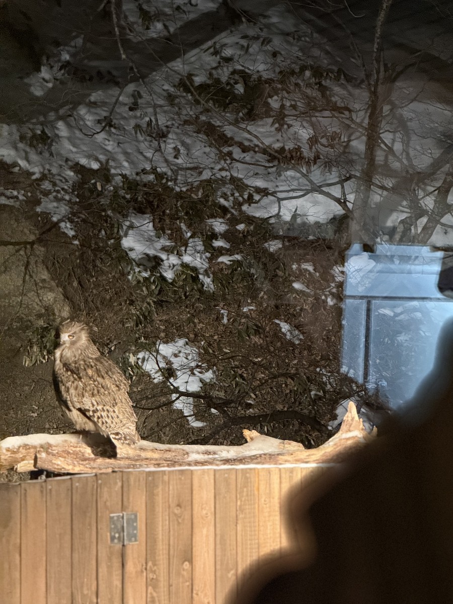 Blakiston's Fish-Owl - ML649377408