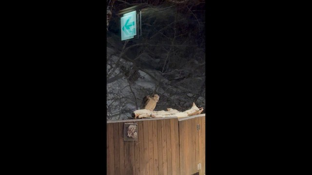 Blakiston's Fish-Owl - ML649377451