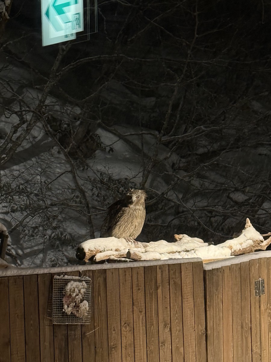 Blakiston's Fish-Owl - ML649377452