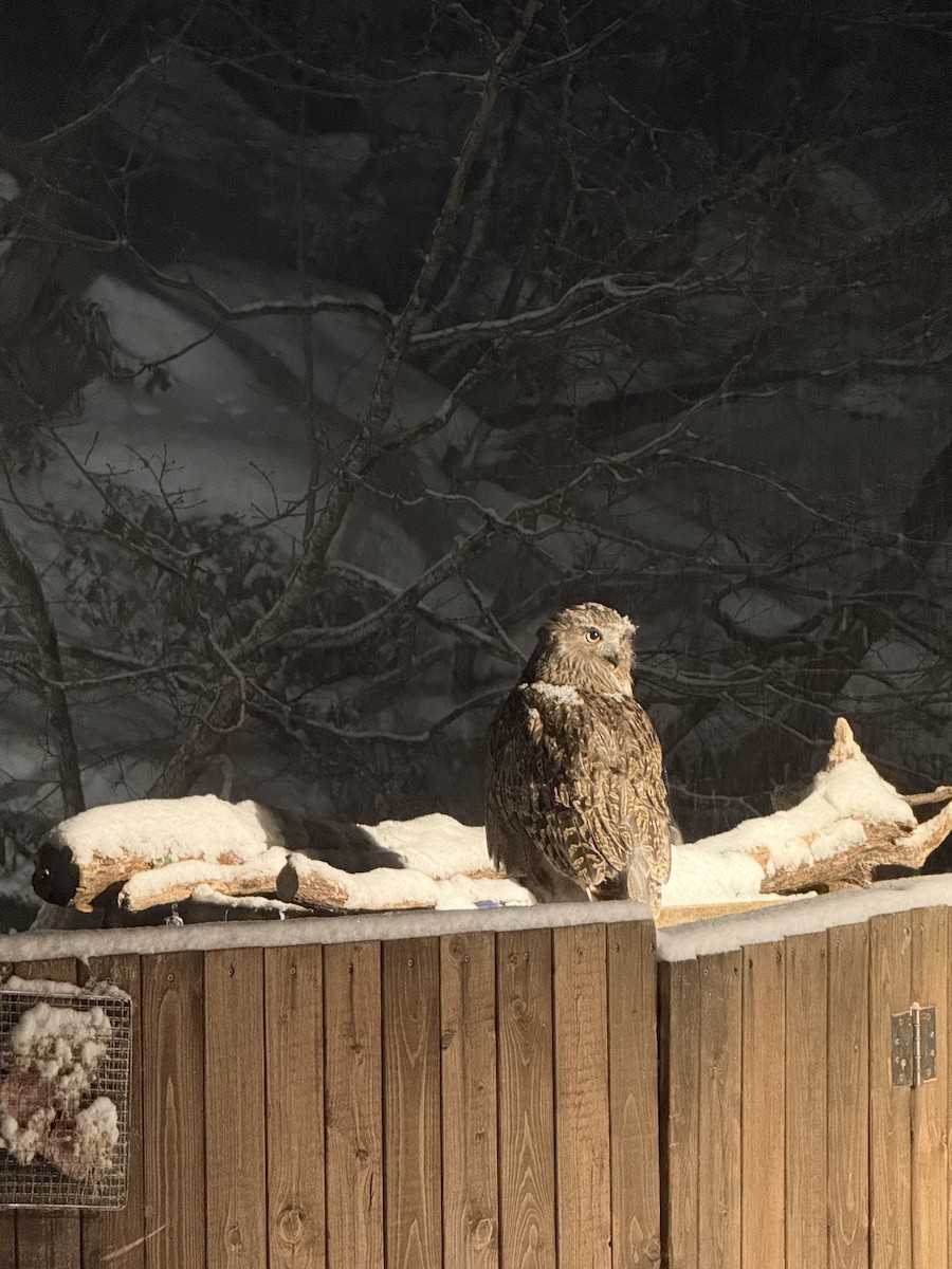 Blakiston's Fish-Owl - ML649377454