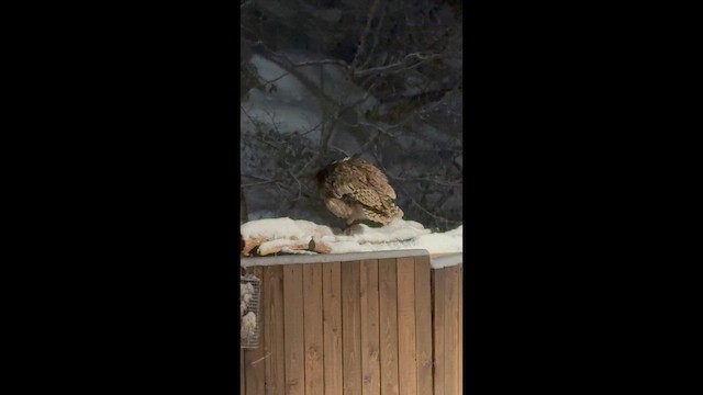 Blakiston's Fish-Owl - ML649377459