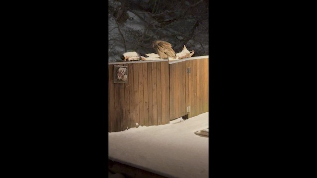 Blakiston's Fish-Owl - ML649377460