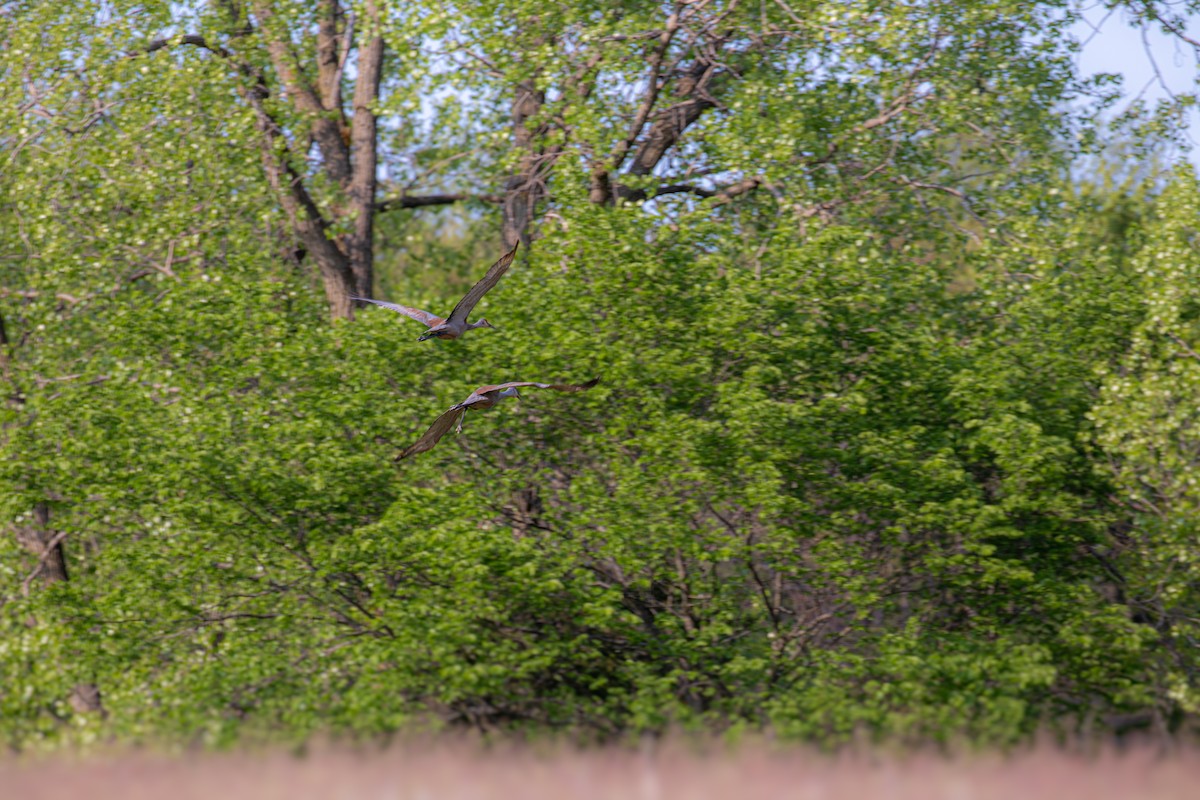 אנפה אמריקנית - ML649377543