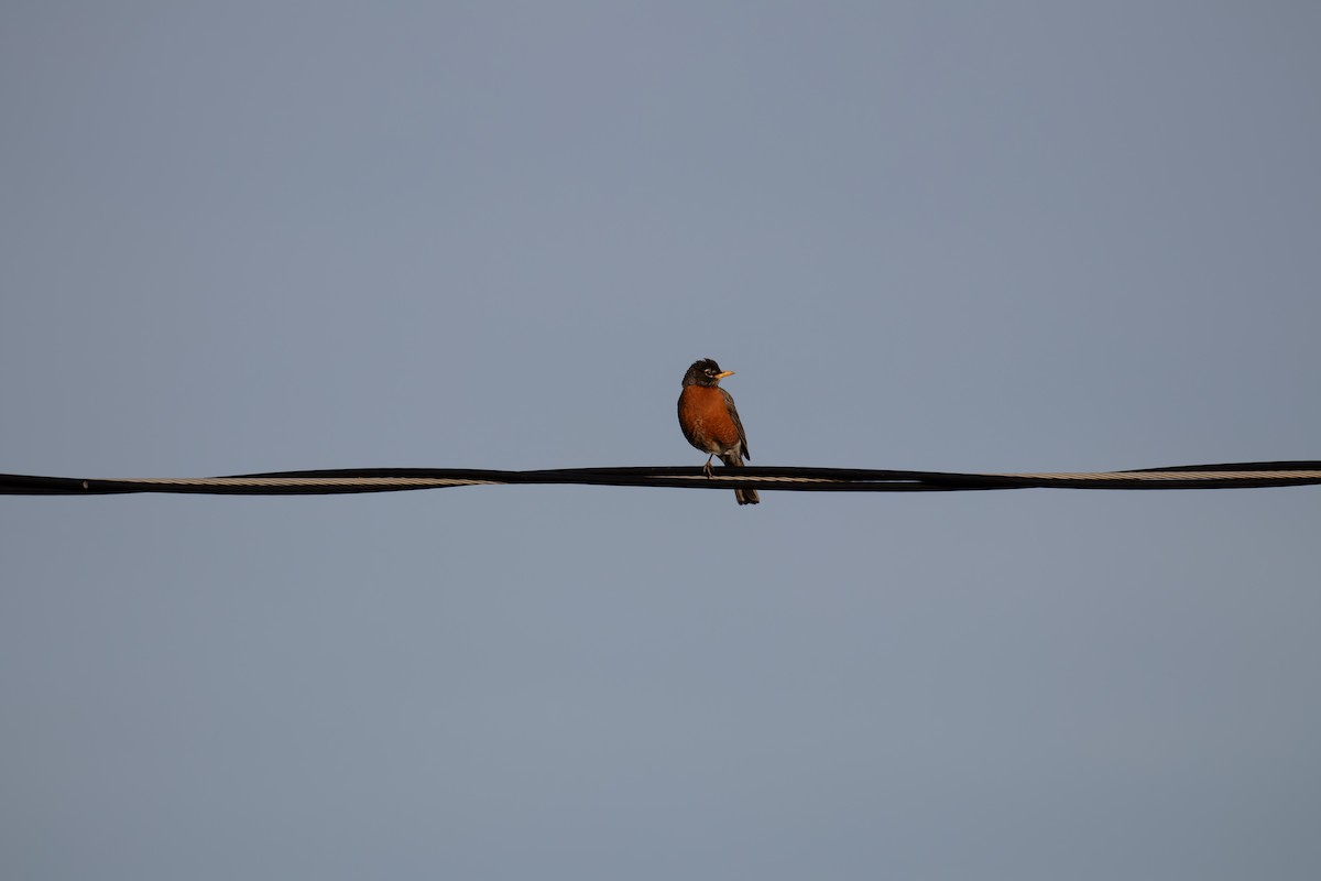 קיכלי נודד - ML649377561
