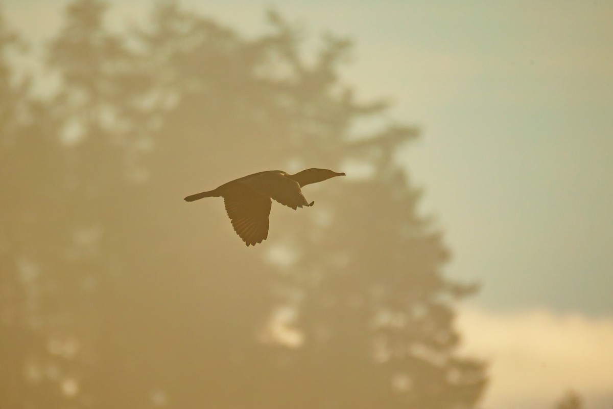 Cormoran à aigrettes - ML649377906