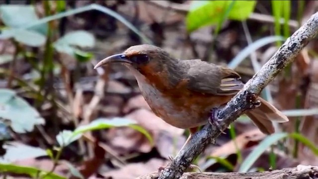 Red-eyed Scimitar-Babbler - ML649378161