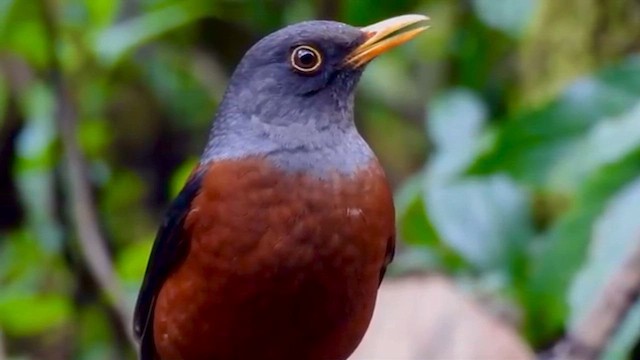 Chestnut Thrush - ML649378187