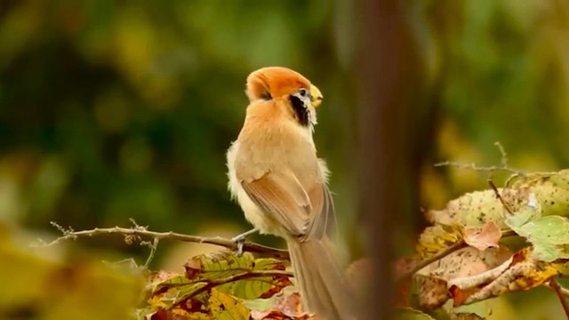 Spot-breasted Parrotbill - ML649378236