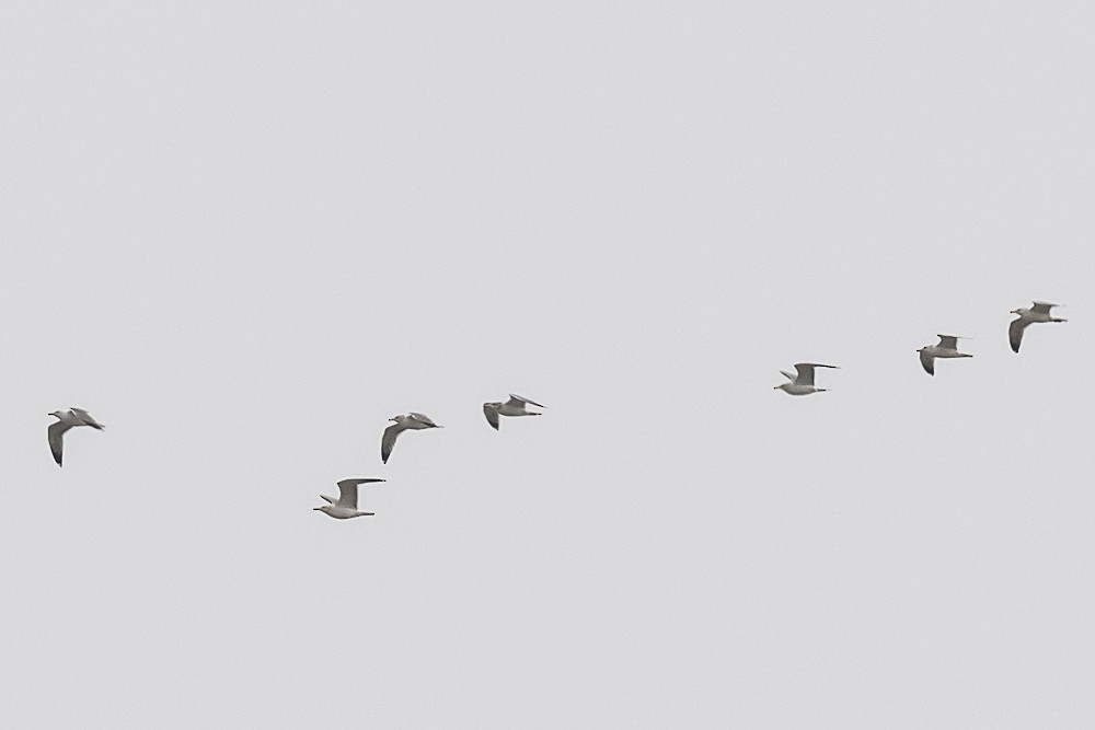 カモメ亜科 - ML649378312