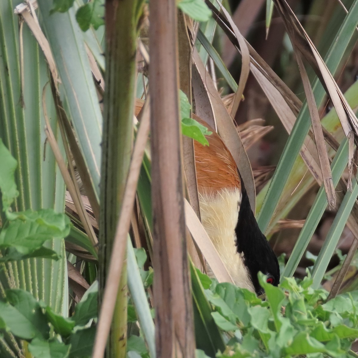 Burchell's Coucal - Colin Summersgill