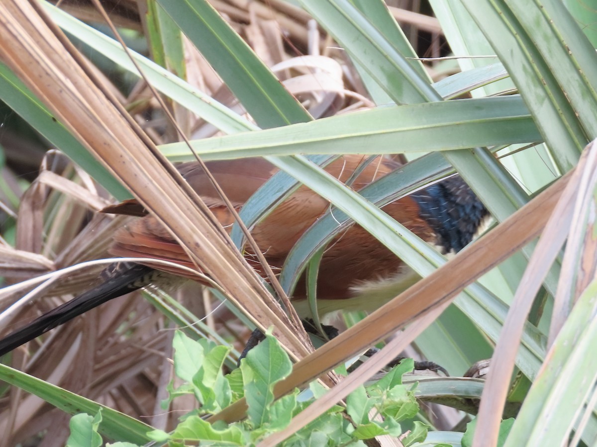 Burchell Kukalı - ML649378411