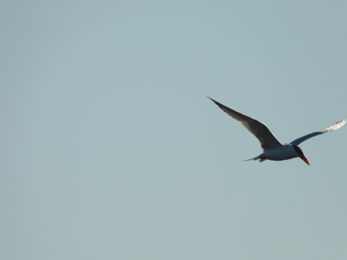 Caspian Tern - ML649378496