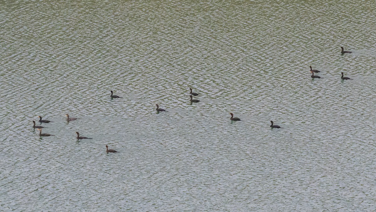 Cormoran à aigrettes - ML649378571