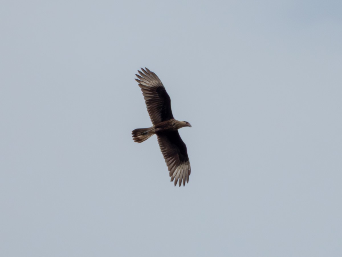 Crested Caracara (Northern) - ML649378840