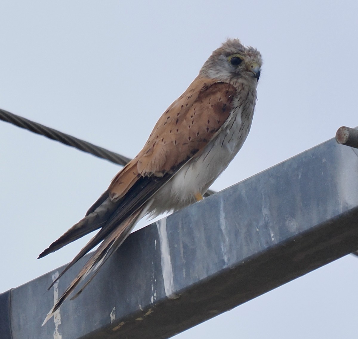 Nankeen Kestrel - ML649379228