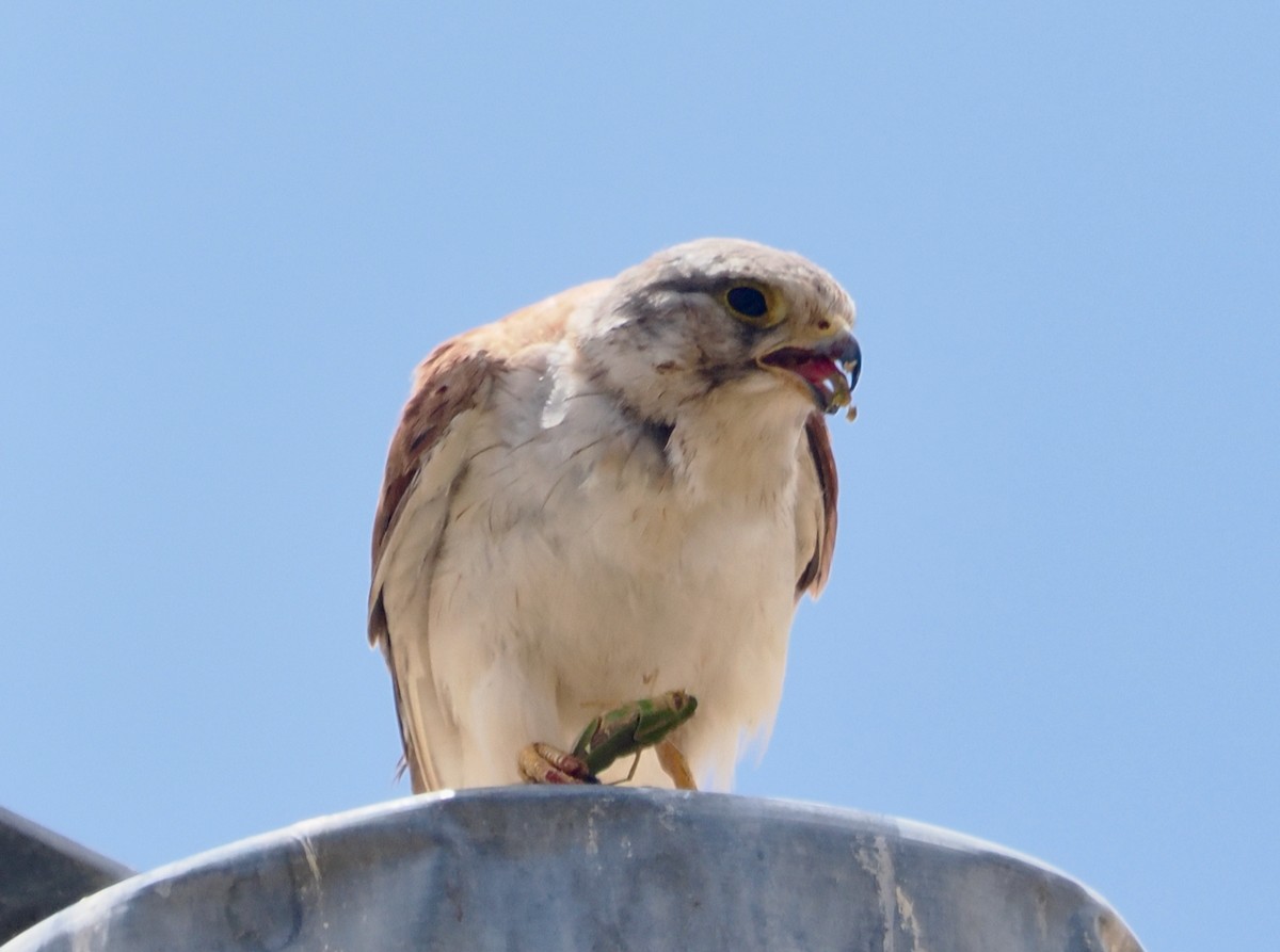 Nankeen Kestrel - ML649379229