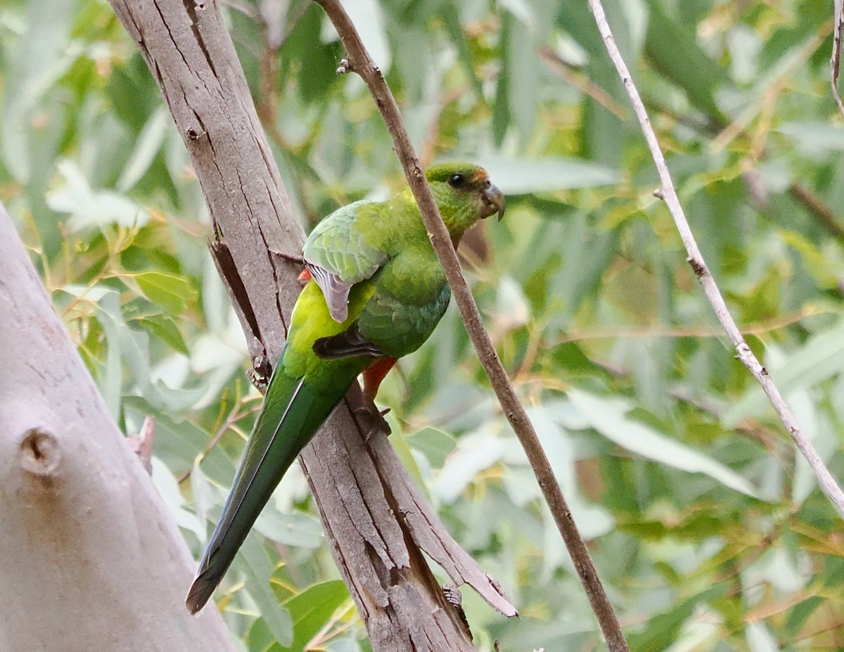 Red-capped Parrot - ML649379312