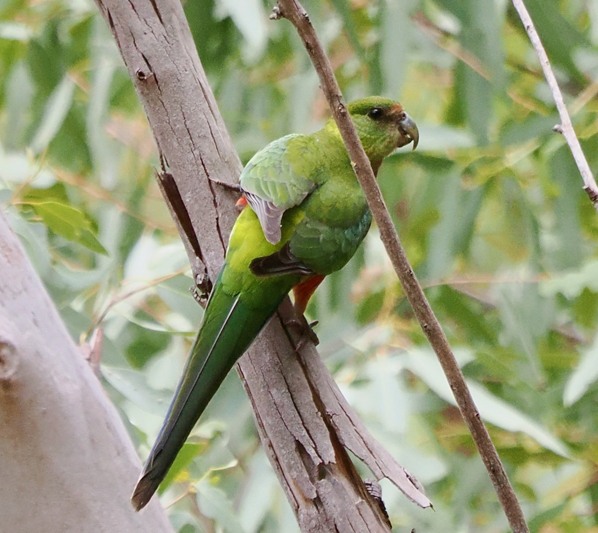 Red-capped Parrot - ML649379314