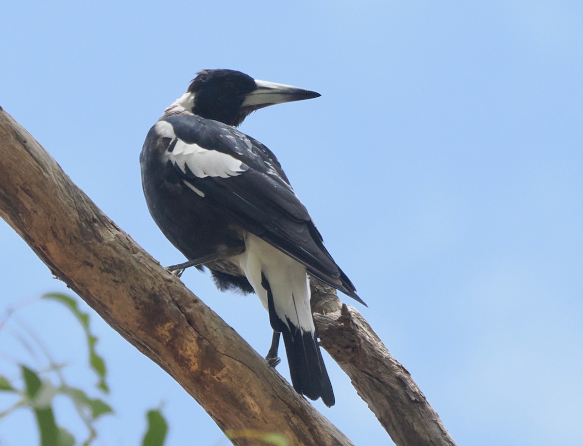 Australian Magpie (Western) - ML649379319