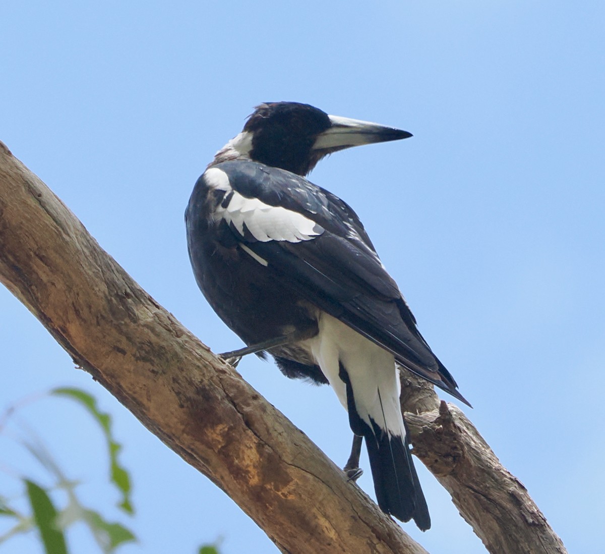 Australian Magpie (Western) - ML649379320