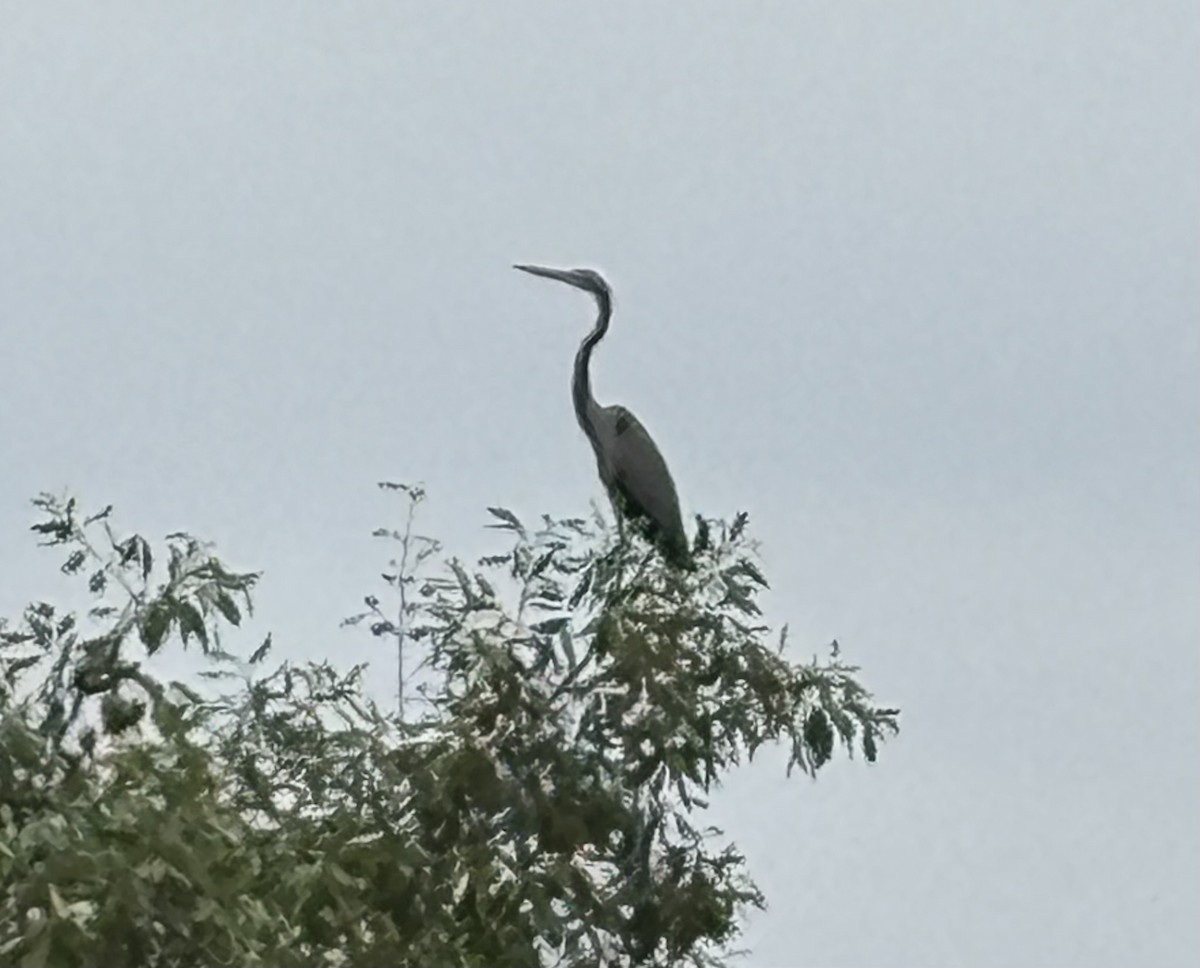 Héron pourpré - ML649379378