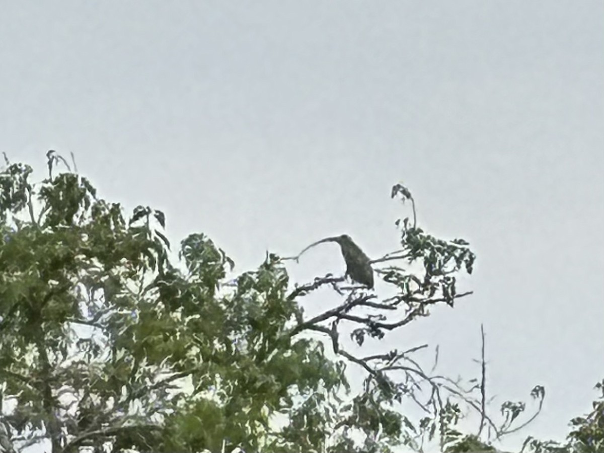 Héron des mangroves - ML649379390