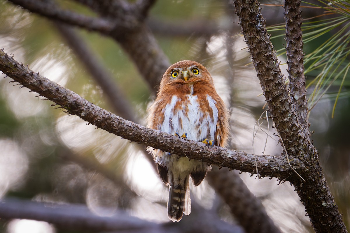 kulíšek mexický (ssp. cobanense) - ML649379476