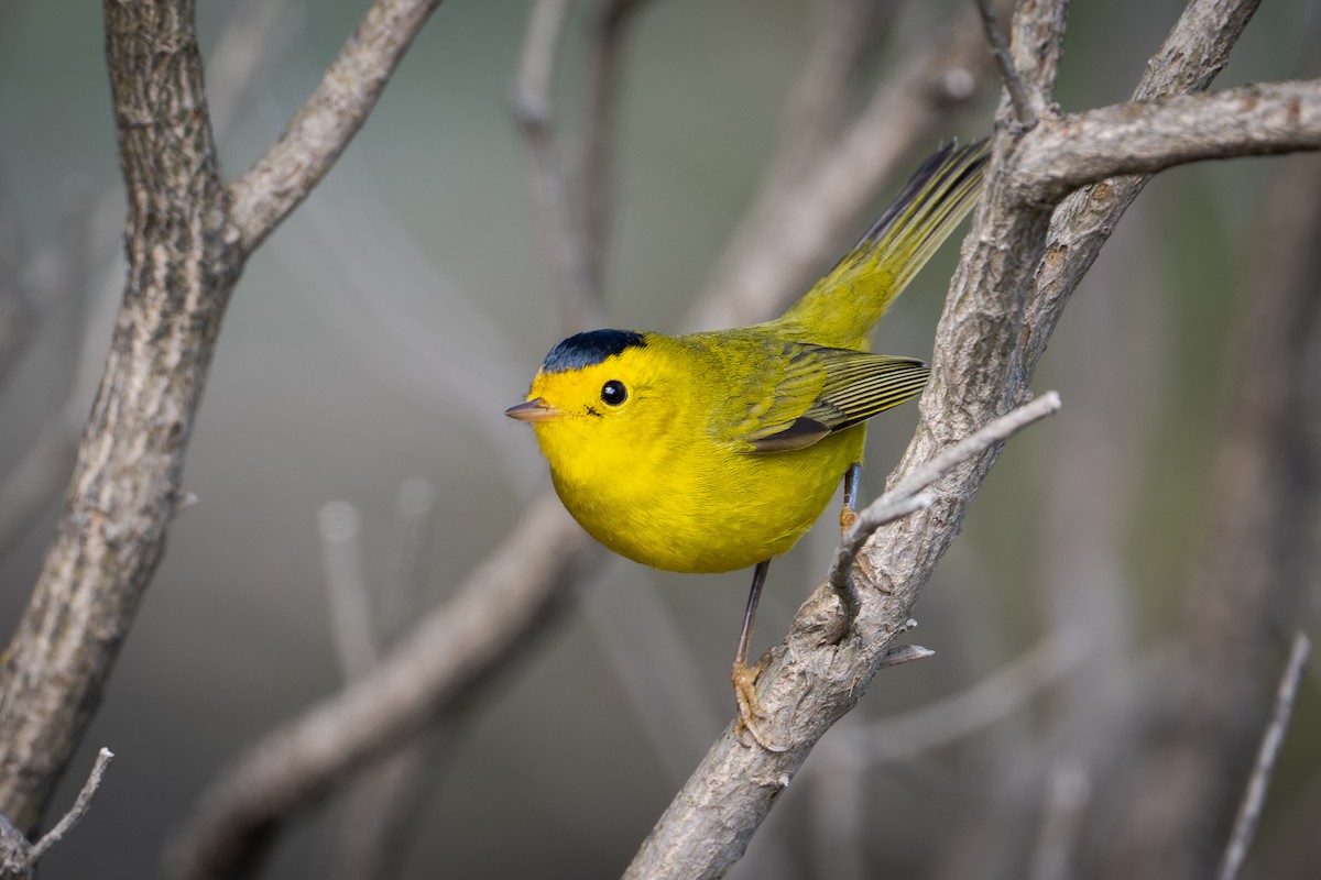 lesňáček čepičatý - ML649379479