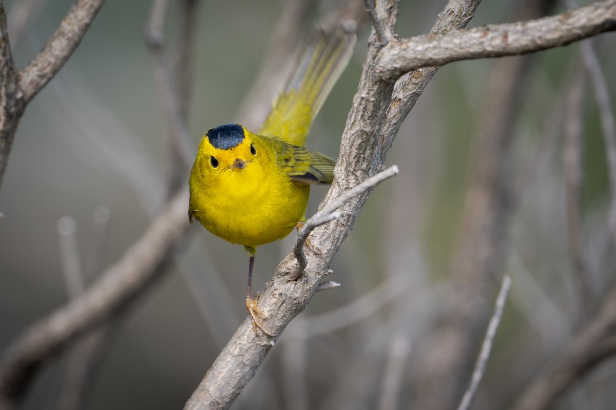 lesňáček čepičatý - ML649379481