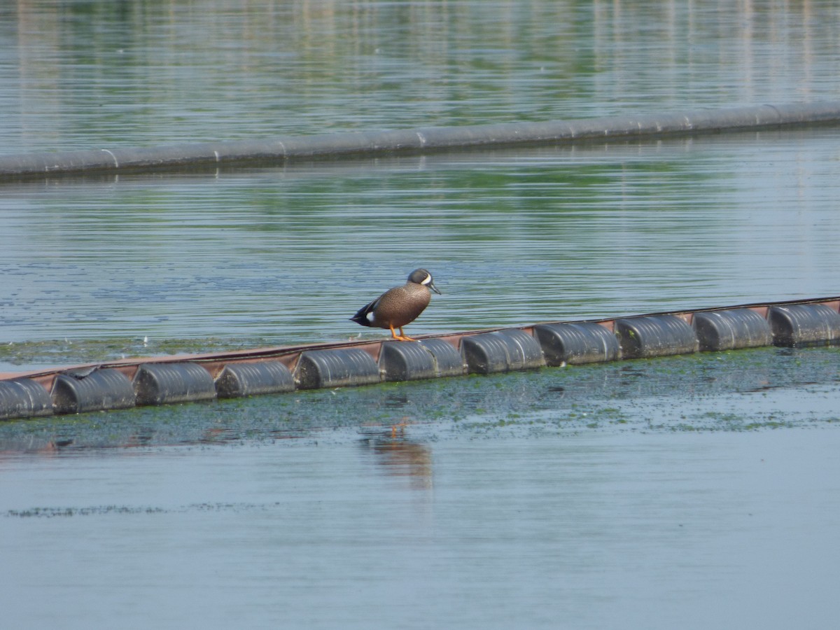 Blue-winged Teal - Bill Crins