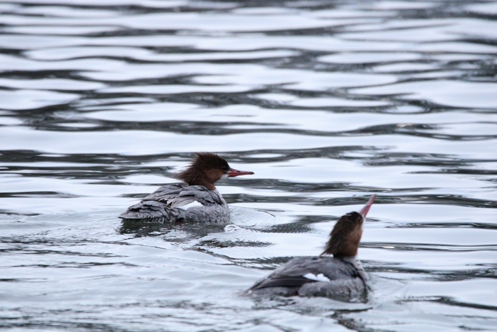 川秋沙 - ML649379620