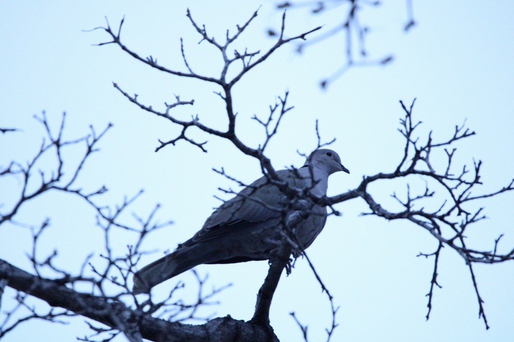 灰斑鳩 - ML649379623