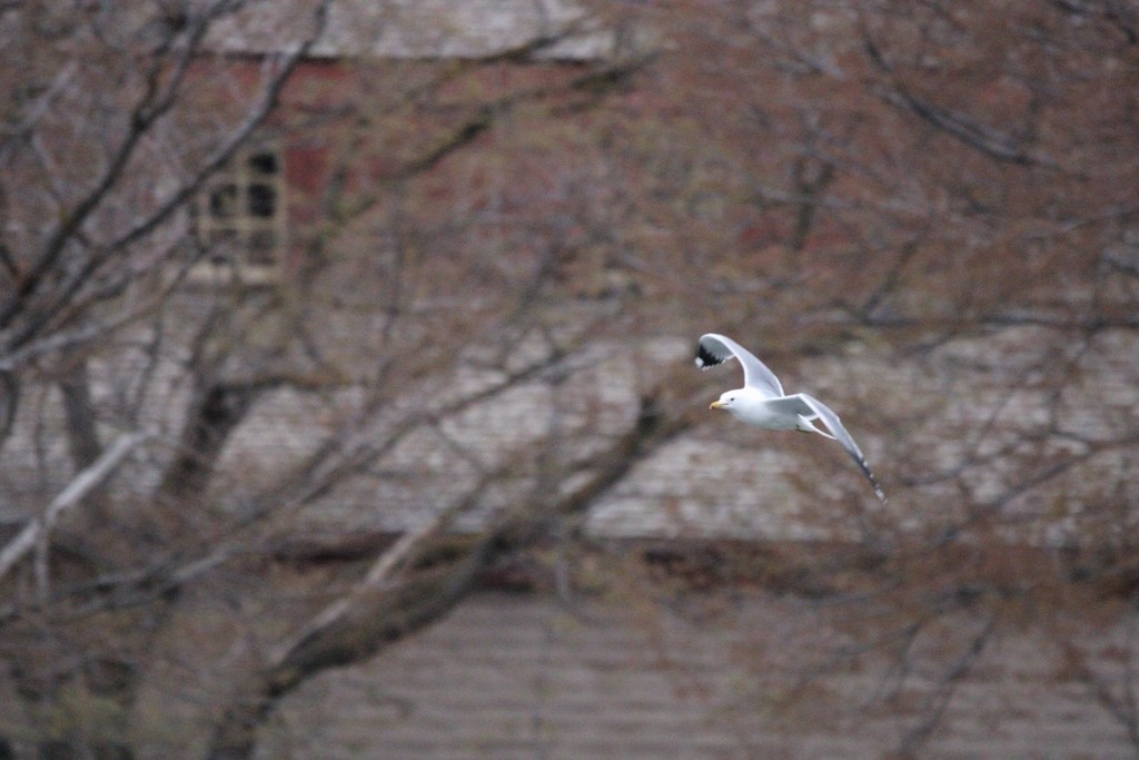 California Gull - ML649379624