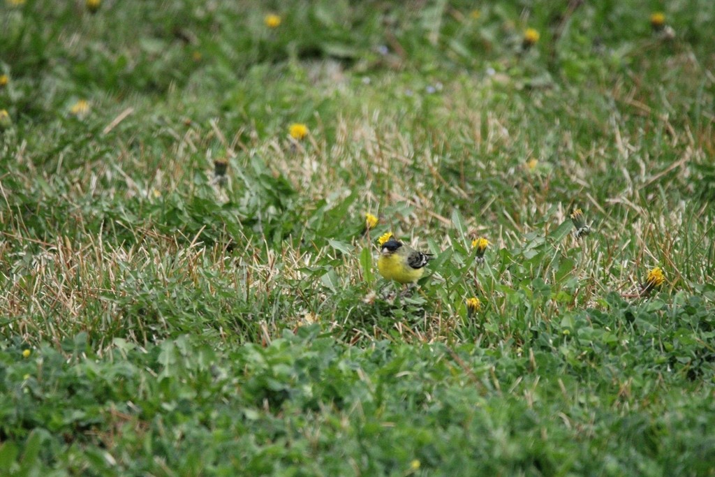 Lesser Goldfinch - ML649379626