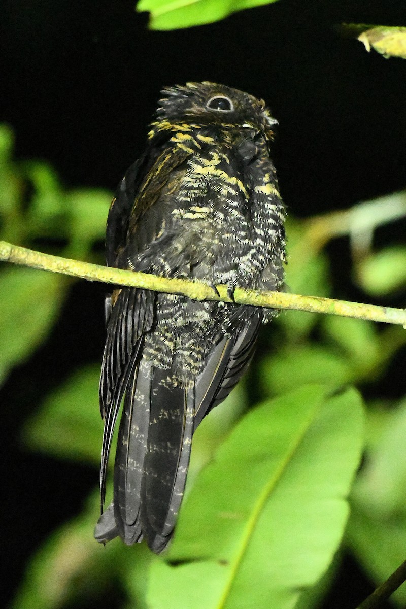 Malaysian Eared-Nightjar - ML649379772