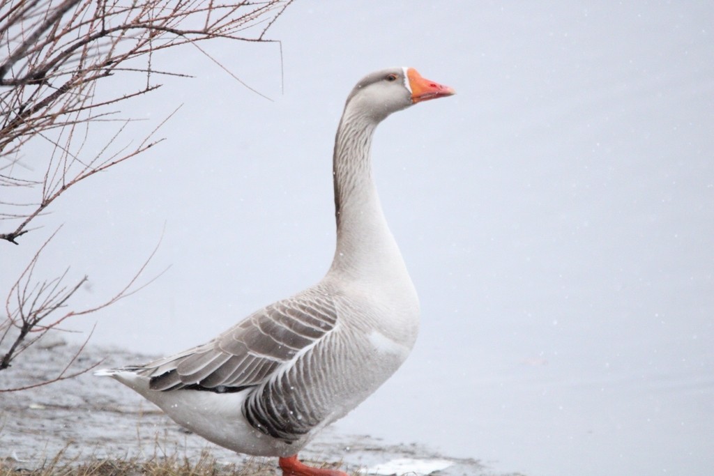 husa velká x labutí (hybrid) - ML649379961