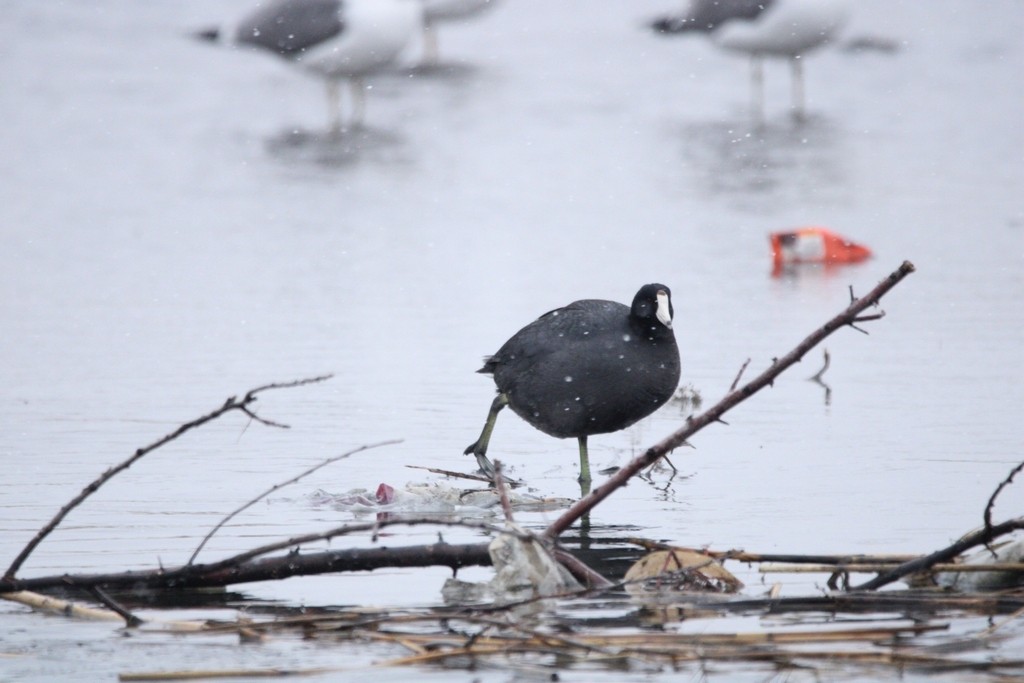 lyska americká - ML649379966