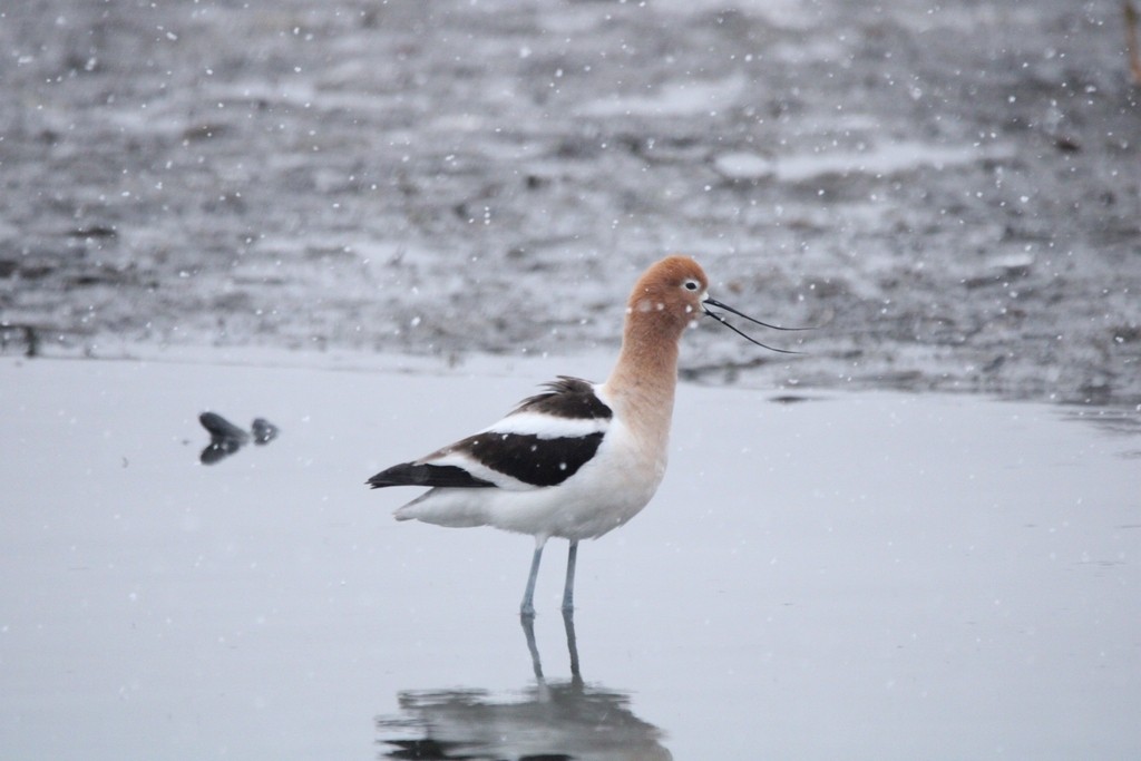 tenkozobec americký - ML649379972