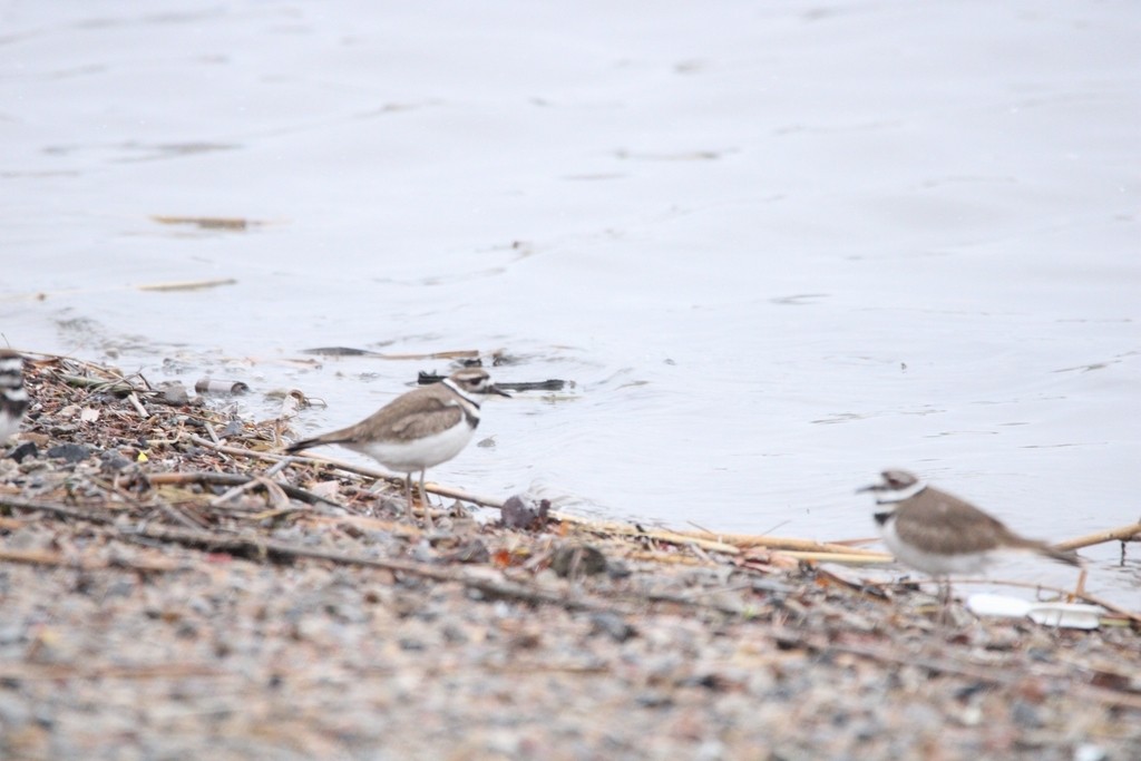 kulík rezavoocasý - ML649379973