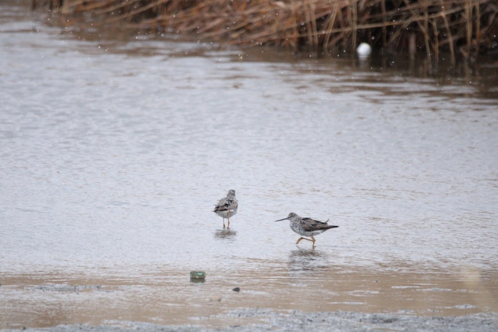 vodouš velký - ML649379975