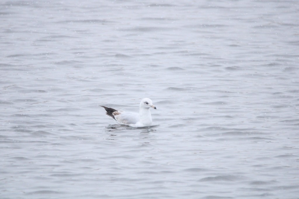 racek kroužkozobý - ML649379980