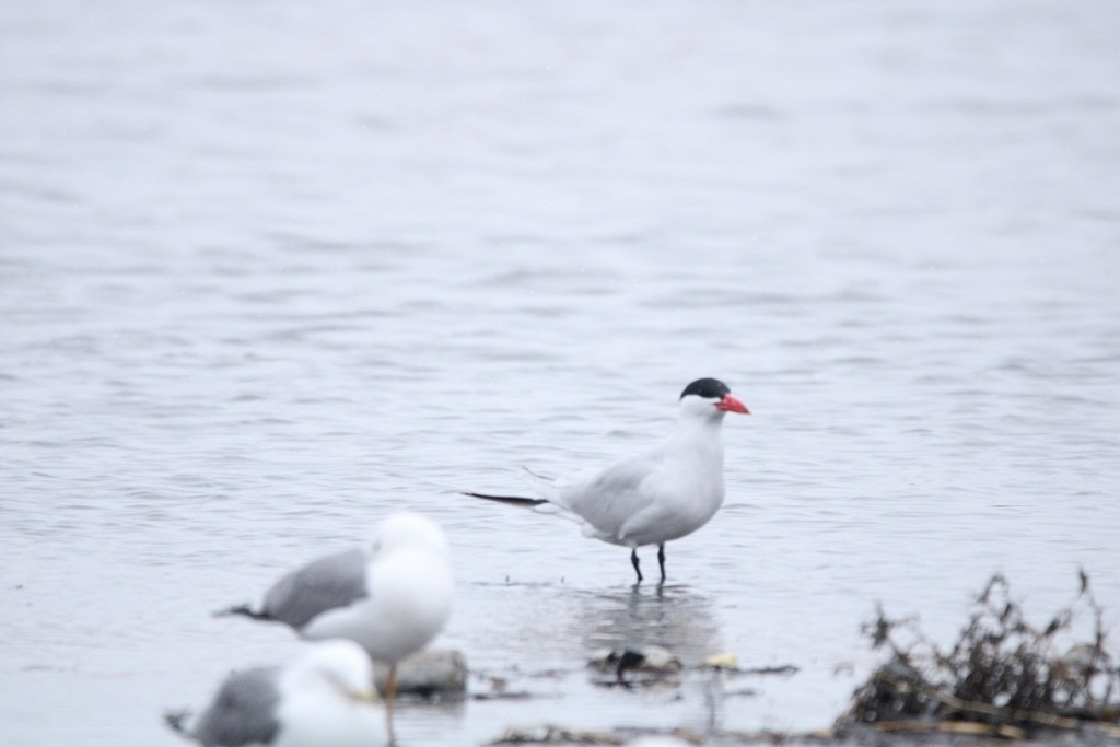 Caspian Tern - ML649379990