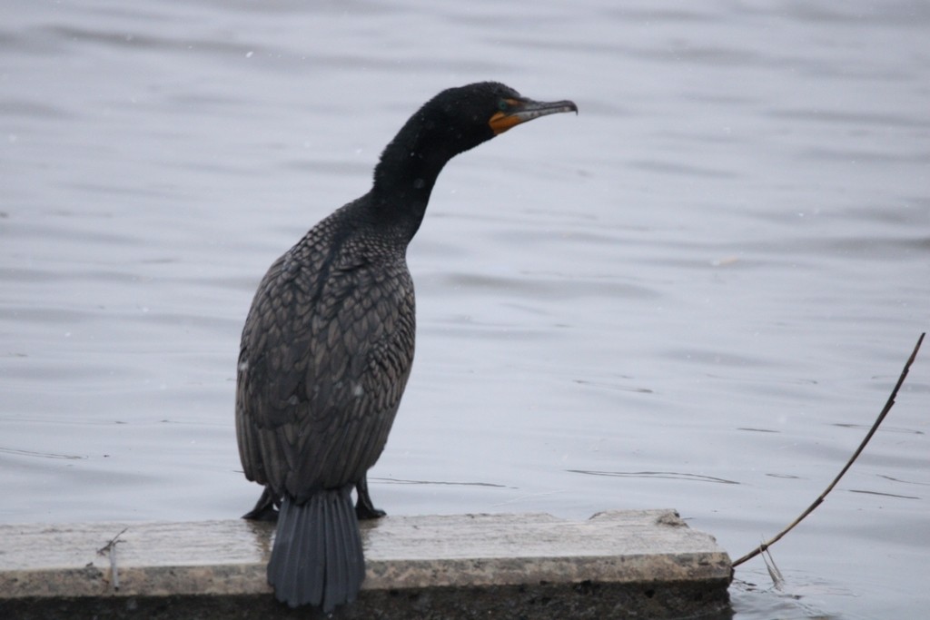 kormorán ušatý - ML649379995