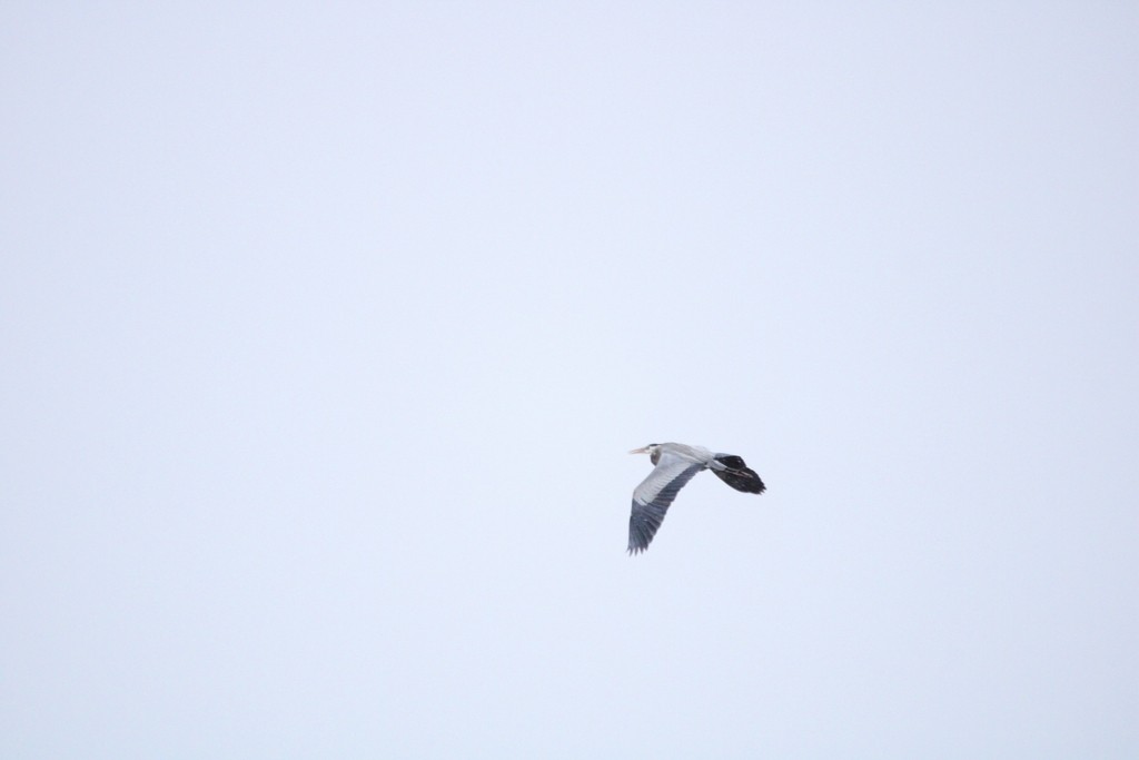 volavka velká - ML649379996